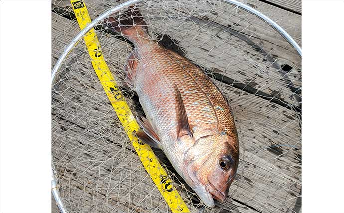 海上釣り堀で50cm級マダイ＆4.8kgヤンバルスギを手中【神奈川】手厚いサポートで大物続々