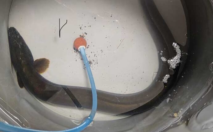 宮川の投げ釣りで本命ウナギをキャッチ！【三重】エサのカメジャコ＆テナガエビが活躍