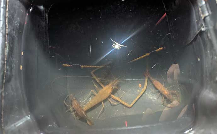 宮川の投げ釣りで本命ウナギをキャッチ！【三重】エサのカメジャコ＆テナガエビが活躍