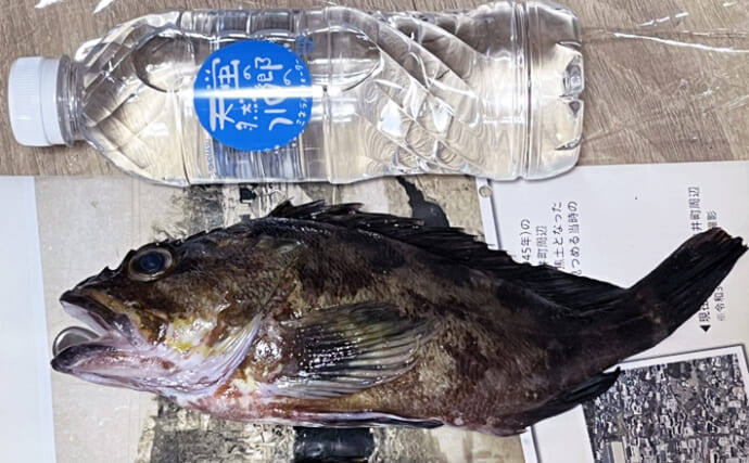 ネットで買った激安「スピナー」ルアーに想定外のバケモノカサゴがヒット！【浜名湖】