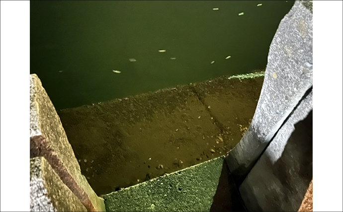 ネットで買った激安「スピナー」ルアーに想定外のバケモノカサゴがヒット！【浜名湖】