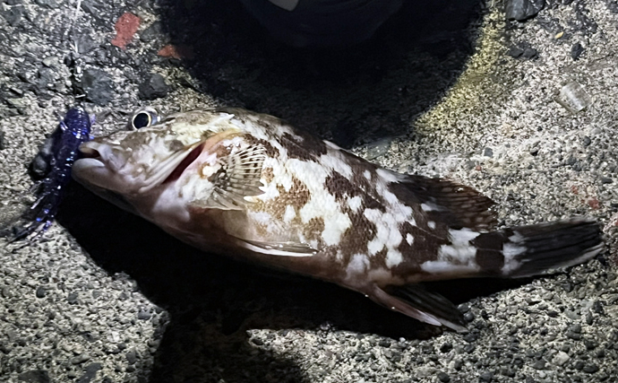 ネットで買った激安「スピナー」ルアーに想定外のバケモノカサゴがヒット！【浜名湖】