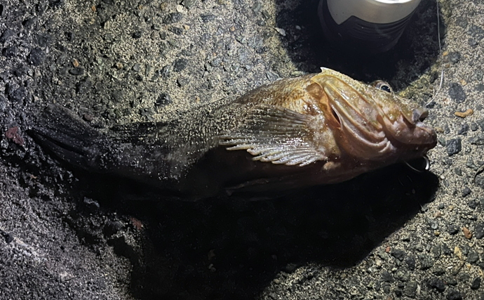 ネットで買った激安「スピナー」ルアーに想定外のバケモノカサゴがヒット！【浜名湖】