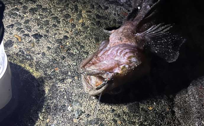 ネットで買った激安「スピナー」ルアーに想定外のバケモノカサゴがヒット！【浜名湖】