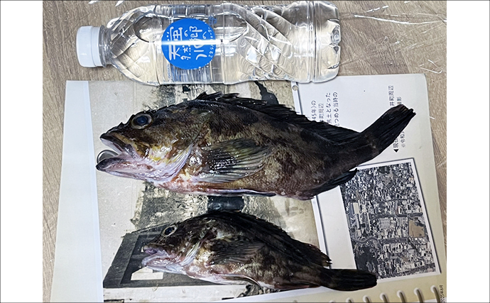 ネットで買った激安「スピナー」ルアーに想定外のバケモノカサゴがヒット！【浜名湖】