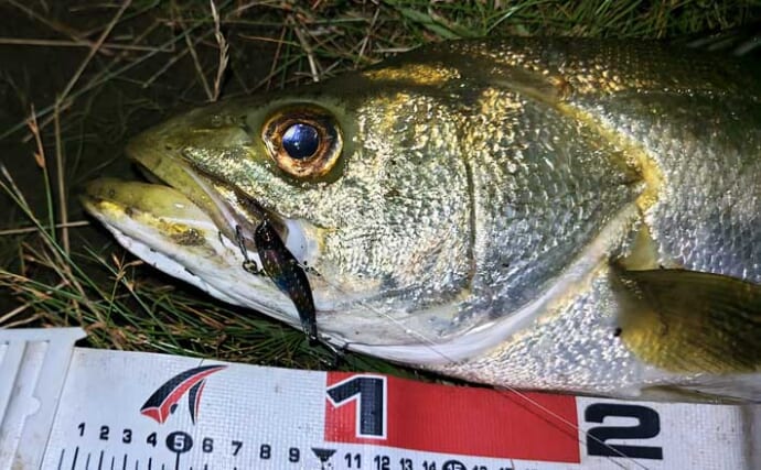 変わり種ルアーカラー【黒系と夜光色】でシーバスが釣れるわけ　濁りと光量が関係？