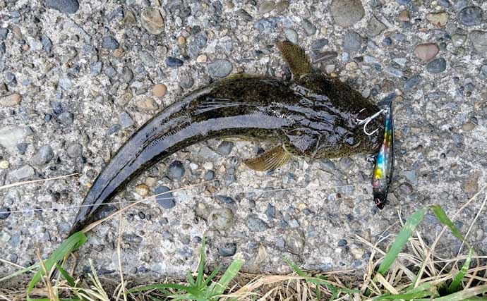 変わり種ルアーカラー【黒系と夜光色】でシーバスが釣れるわけ　濁りと光量が関係？