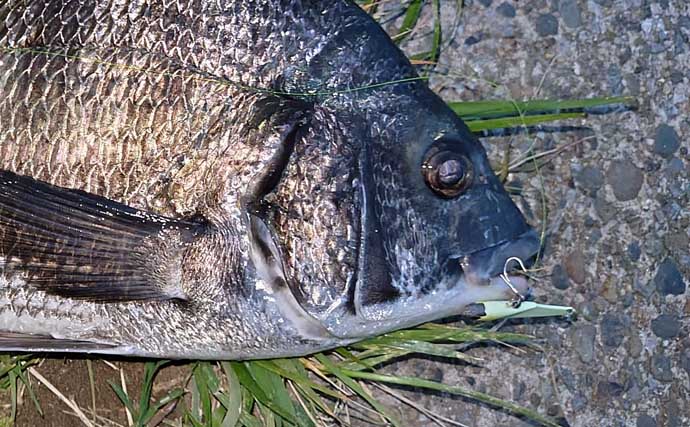 変わり種ルアーカラー【黒系と夜光色】でシーバスが釣れるわけ　濁りと光量が関係？