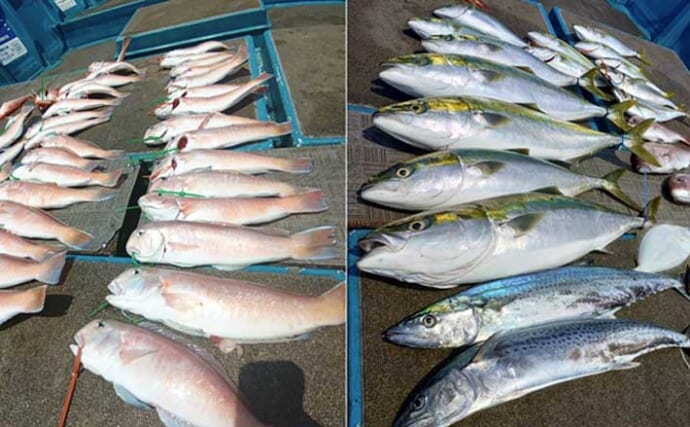 関西エリアの【船釣り特選釣果】アマラバ便でシロアマダイ船中30匹超え＆落とし込みで80cmブリ浮上！
