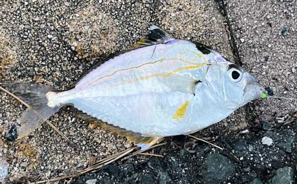 浜名湖で「100均のジグサビキ」を投げてみた　1時間でまさかの4魚種をキャッチ！