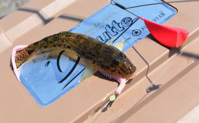 「最盛期に挑戦！」初心者でも簡単にできるハゼ釣り入門【シーズン・釣り方・タックル完全ガイド】