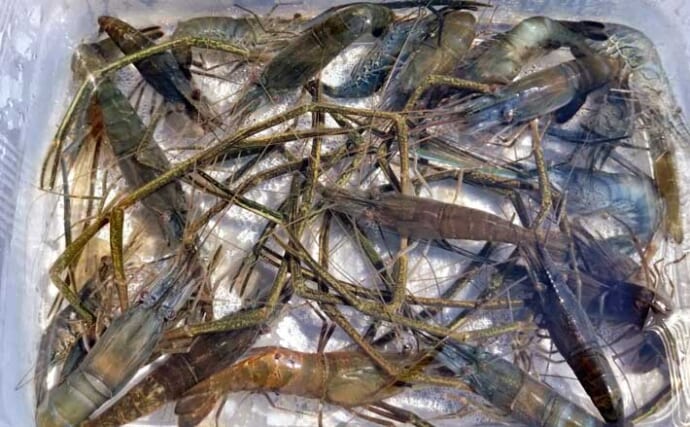 木曽川河口のテナガエビ釣りで25匹キャッチ【愛知】釣ったエビは素揚げで堪能
