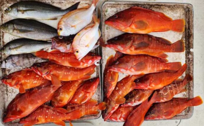 【沖釣り釣果速報】志摩沖のロックゲームで40cm級を頭にアカハタが大漁（三重）