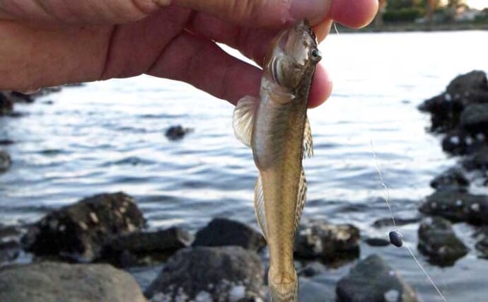 「都心から好アクセス！」大井ふ頭中央海浜公園の2大ハゼ釣りスポットを徹底解説【東京】