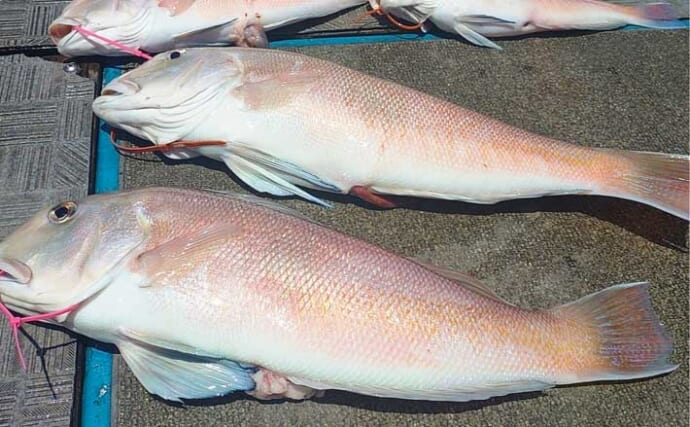 関西エリアの【船釣り特選釣果】アマラバ便でシロアマダイが51cmを頭に船中30尾超え！