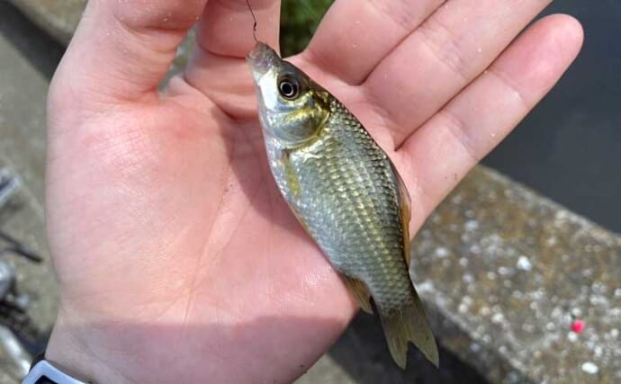 田んぼの水路での淡水小物釣りでモロコやフナが入れ食い！【埼玉・岩槻】