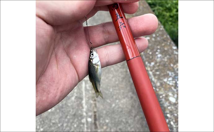 田んぼの水路での淡水小物釣りでモロコやフナが入れ食い！【埼玉・岩槻】