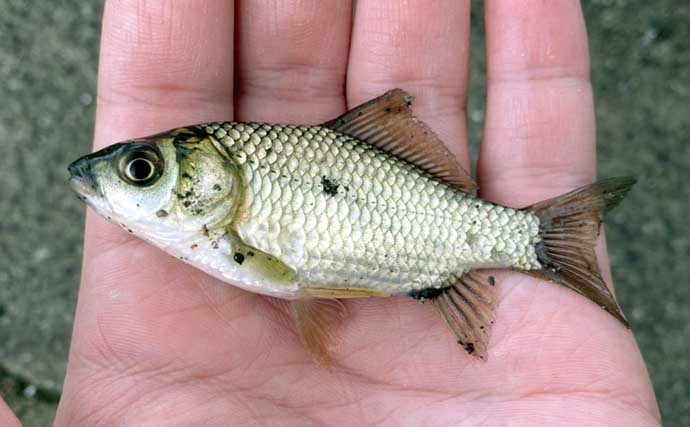 田んぼの水路での淡水小物釣りでモロコやフナが入れ食い！【埼玉・岩槻】