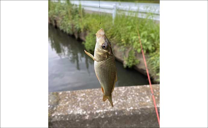 田んぼの水路での淡水小物釣りでモロコやフナが入れ食い！【埼玉・岩槻】