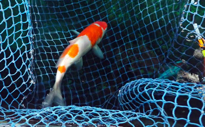 『屋内釣堀フィッシュファクトリー』でニシキゴイとキンギョ釣りを堪能【静岡】