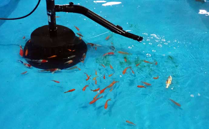 『屋内釣堀フィッシュファクトリー』でニシキゴイとキンギョ釣りを堪能【静岡】