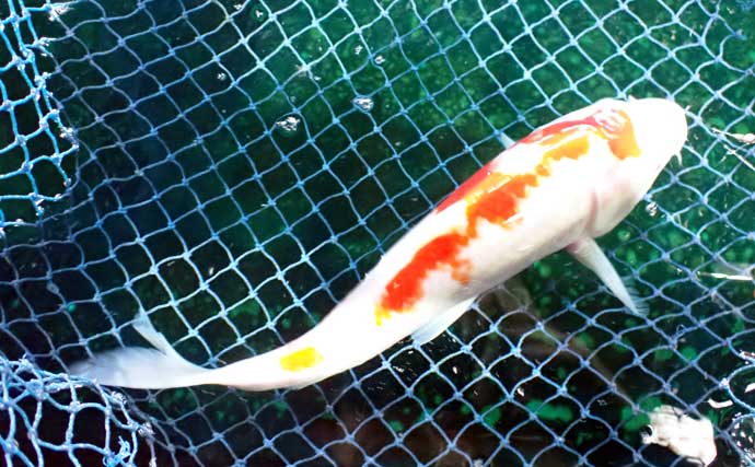 『屋内釣堀フィッシュファクトリー』でニシキゴイとキンギョ釣りを堪能【静岡】