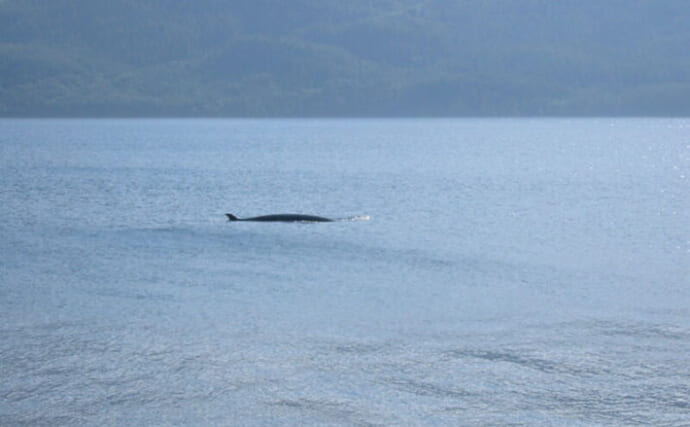 「歌が上手いほどメスにモテる？」ミンククジラの歌声の秘密に迫る最新研究が発表