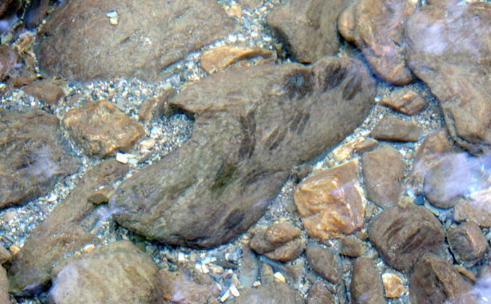 「必死な姿にグッとくる！」アユの遡上を観察してみた【和歌山・水ときらめき紀の川館】