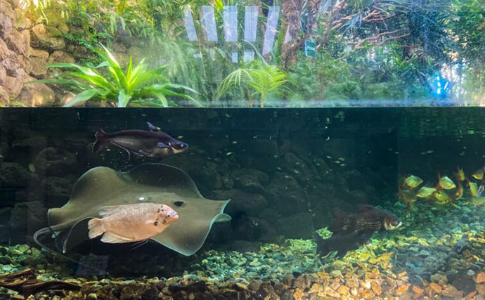 【世界の淡水巨大魚4選】 遥か太古から生きながらえてきた怪物たちに思いを馳せよう