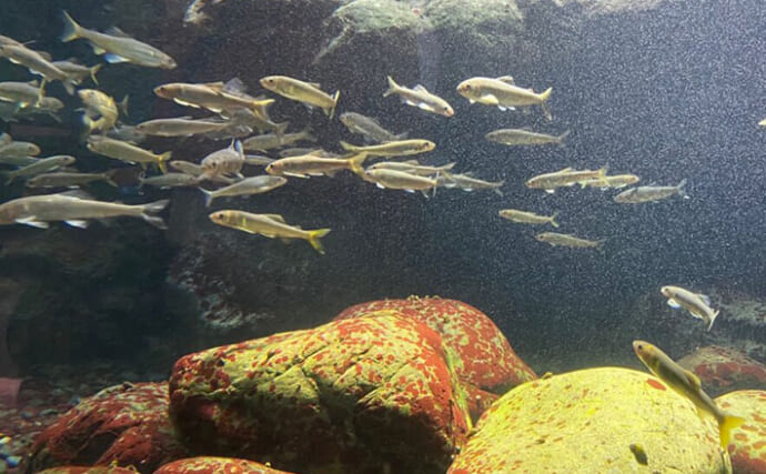 「必死な姿にグッとくる！」アユの遡上を観察してみた【和歌山・水ときらめき紀の川館】