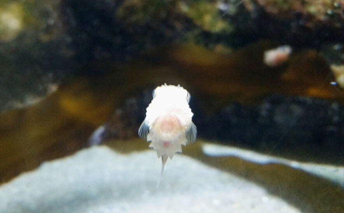 くりっとした顔がキュートな海のアイドル『ダンゴウオ』　流されない秘密はお腹にアリ？