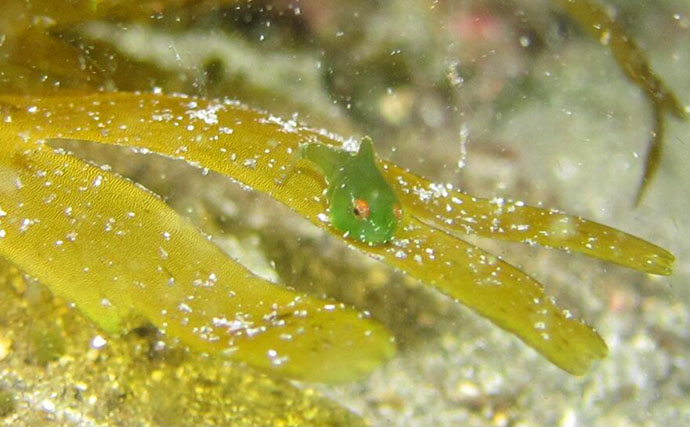 日本海にすむ小さな魚＜サクラダンゴウオ＞　天使のリングをもつその姿はまさに海の天使？