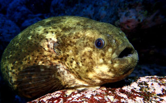 くりっとした顔がキュートな海のアイドル『ダンゴウオ』　流されない秘密はお腹にアリ？