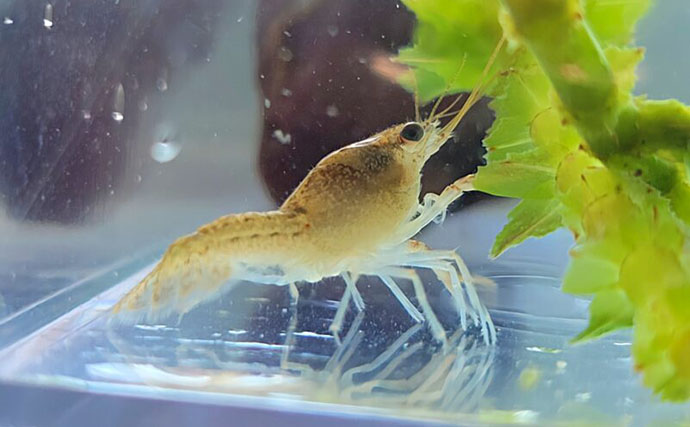 「ニホンザリガニ」と「アメリカザリガニ」の見分け方　最大の違いは「体型」？