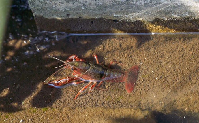 「ニホンザリガニ」と「アメリカザリガニ」の見分け方　最大の違いは「体型」？