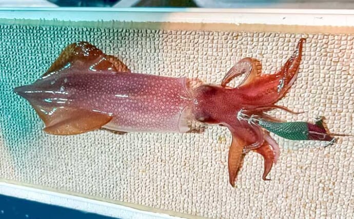 若狭大島沖のイカメタル＆オモリグ釣行で胴長25cm含む16匹を手中【福井】カドルが効果絶大