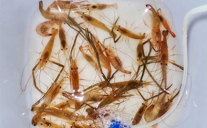 員弁川河口の夜釣りでテナガエビ29匹＆50cm級ウナギを手中【三重】高活性で連続ヒット