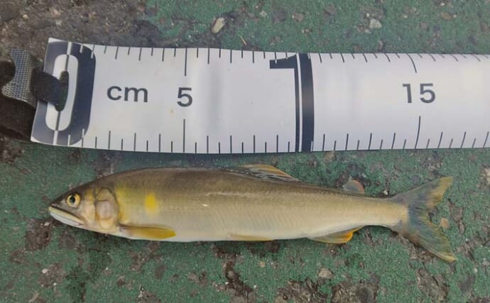 「まさかの15cm級がヒット！」塩津大川＆知内川の小アユ釣りで良型のアユをキャッチ【滋賀】