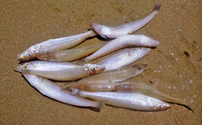 磯津漁港＆長太ノ浦の投げ釣りでキス12匹を手中！【三重】風とエサ取りに苦戦して数伸びず