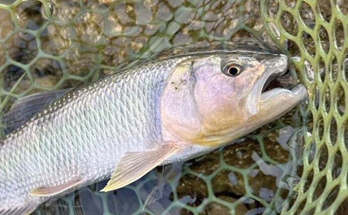 琵琶湖湖西エリアのハスゲームで本命14匹手中【滋賀】ペンシル＆スプーンの表層攻めが奏功