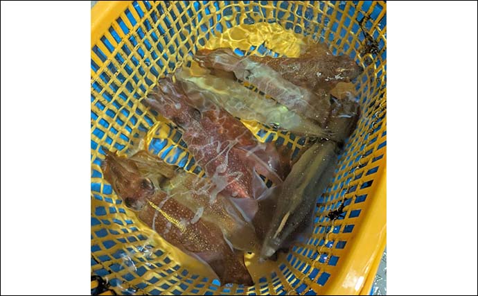 鷹巣沖のイカメタルゲームでマイカ快釣！【福井】ペットボトル級良型もヒット