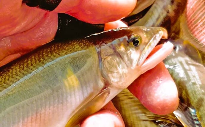 板取川上流のトモ釣りで22cmを頭にアユ47匹を手中【岐阜】40cm超えブラウンもヒット