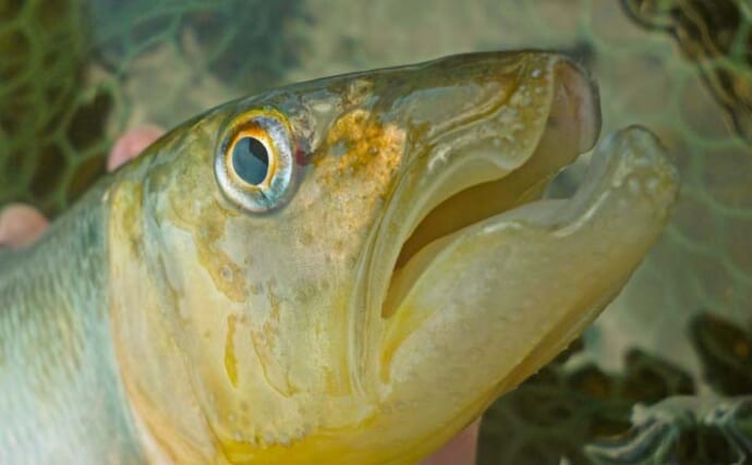 湖西エリアのハスゲームで渇水攻略！【滋賀・琵琶湖】つがいでのツインヒットも達成