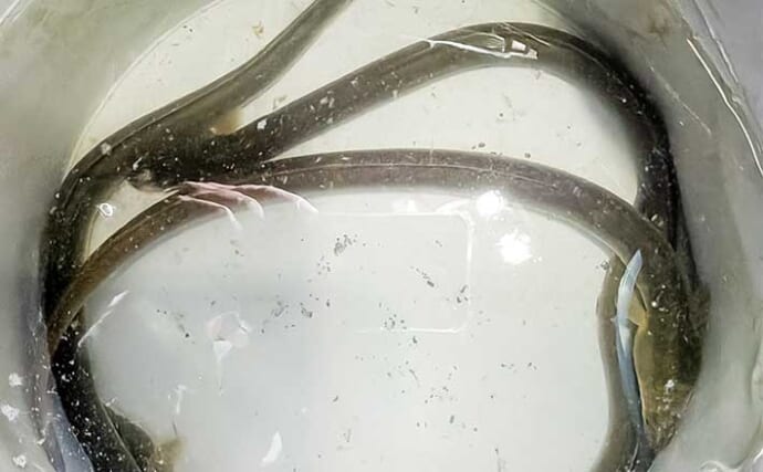 宮川の投げ釣りでまさかの年無しクロダイ53cm浮上！【三重】本命のウナギも4匹手中