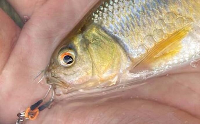 里川チャビングでカワムツ連発！【三重】婚姻色の良型オス＆ぽってりお腹のメス登場