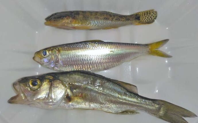 碧南緑地公園で三刀流の五目釣り【愛知】キスは不発もセイゴ・サッパ・ハゼがヒット