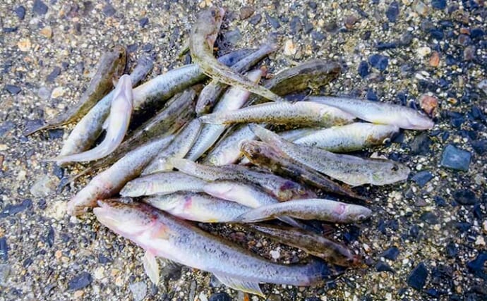 「16cmヒネハゼヒット！」楠漁港のちょい投げ釣りでハゼ24匹をキャッチ【三重】