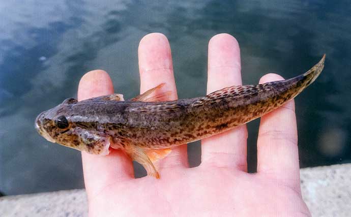 「16cmヒネハゼヒット！」楠漁港のちょい投げ釣りでハゼ24匹をキャッチ【三重】