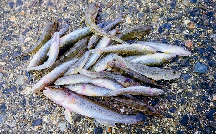 「16cmヒネハゼヒット！」楠漁港のちょい投げ釣りでハゼ24匹をキャッチ【三重】