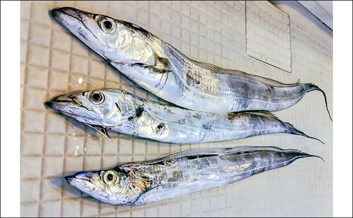 「指5本クラス浮上！」テンヤタチウオ釣りで良型3匹好捕【愛知】ゼブラ系テンヤが奏功